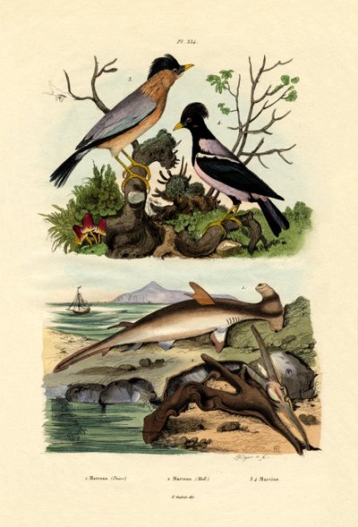 Hammerhaj, 1833-39 af French School